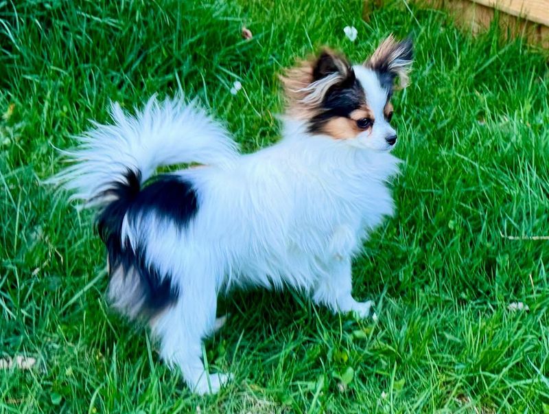 Papillon