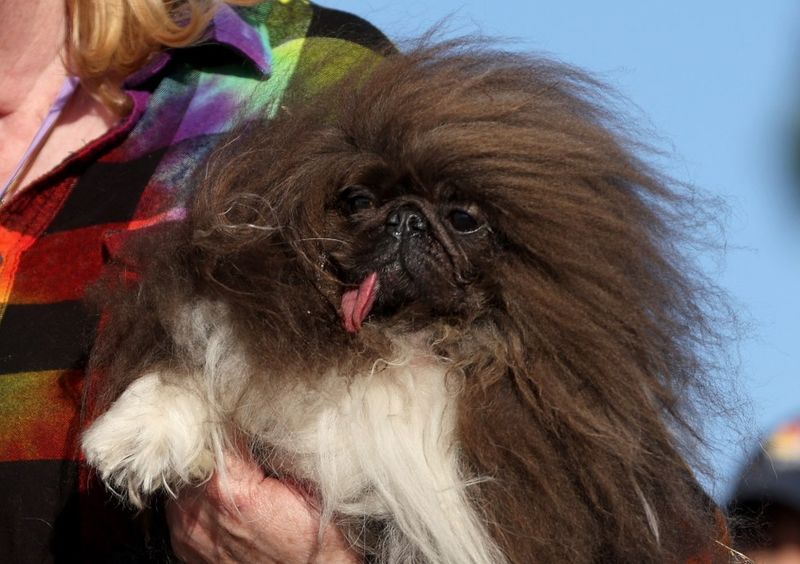 Pekingese