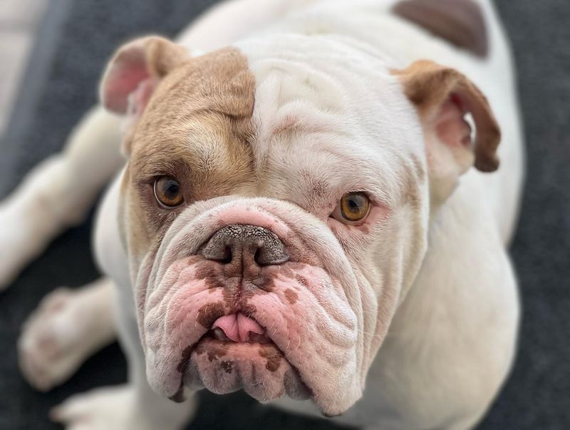 Bulldog