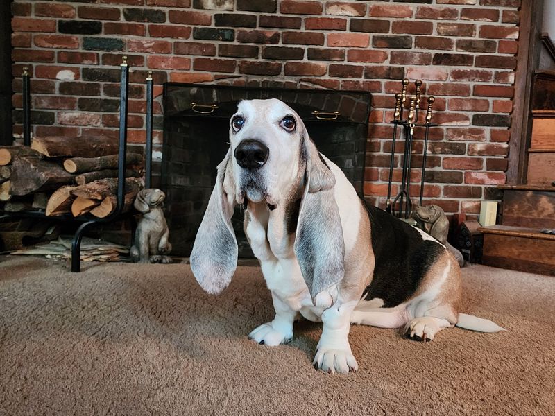 Basset Hound
