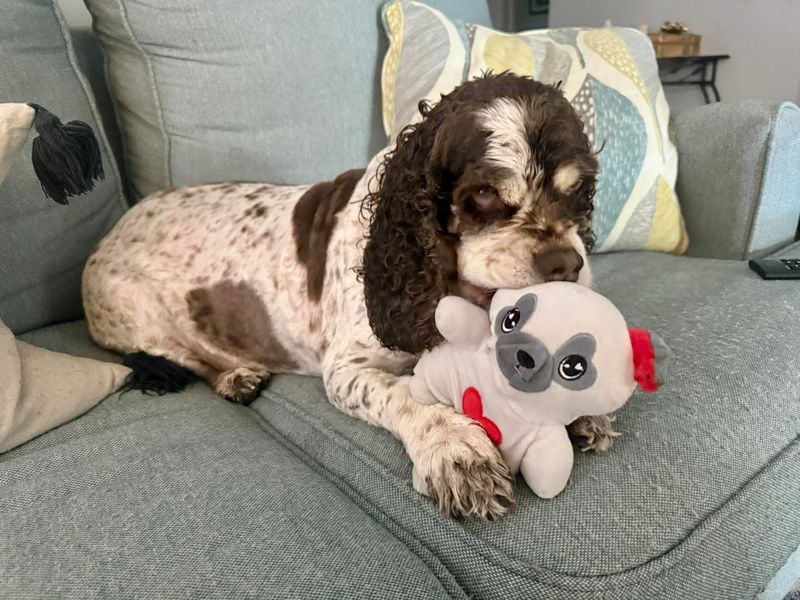 Cocker Spaniel