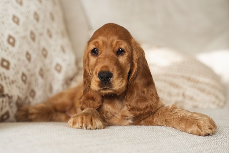 Cocker Spaniel