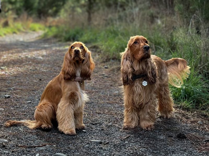 Cocker Spaniel