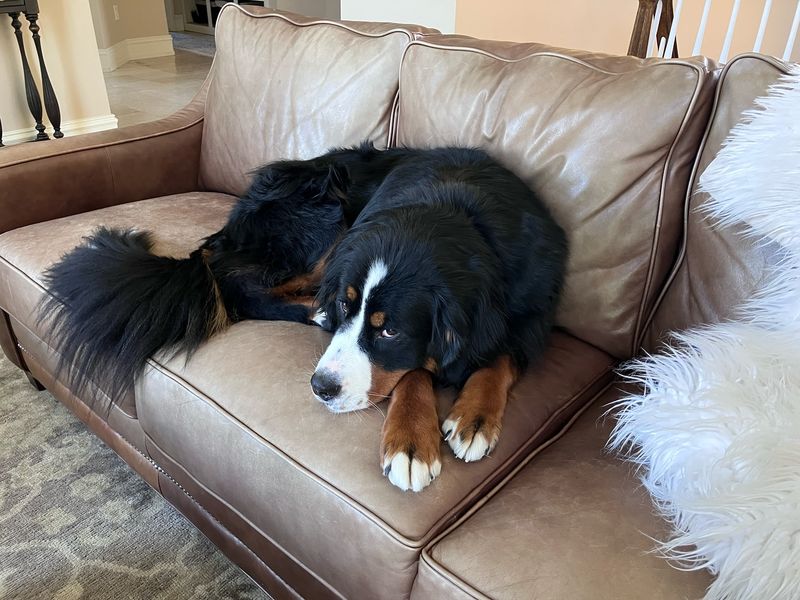 Bernese Mountain Dog