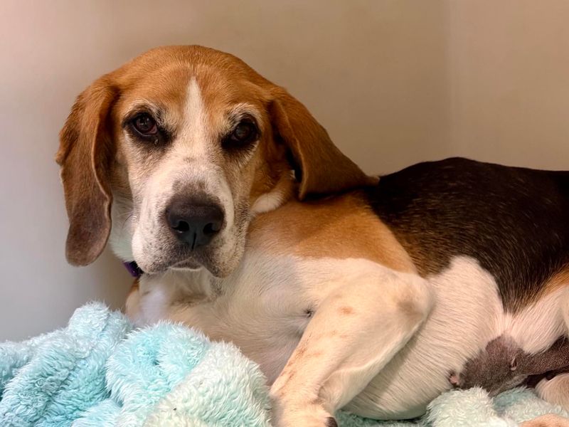 Beagle