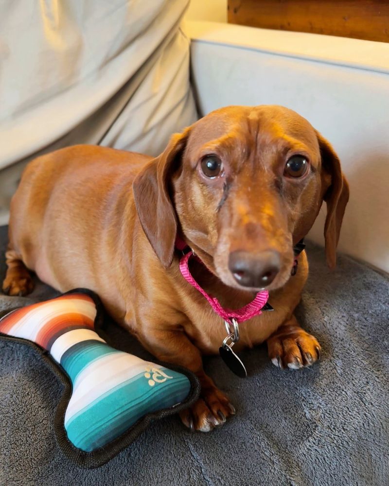 Dachshund