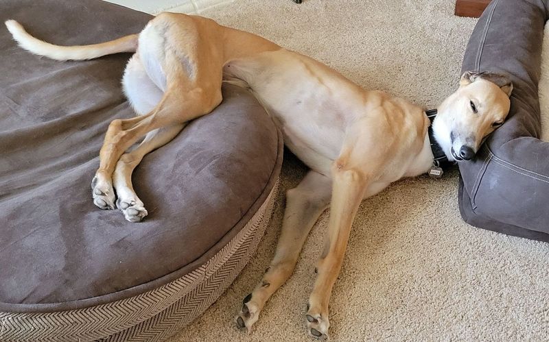 Greyhound