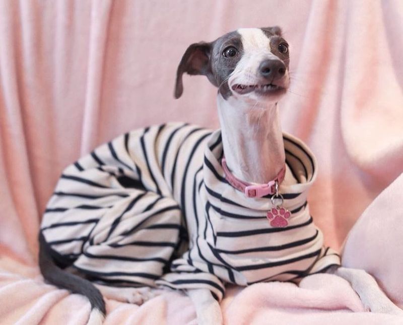 Italian Greyhound