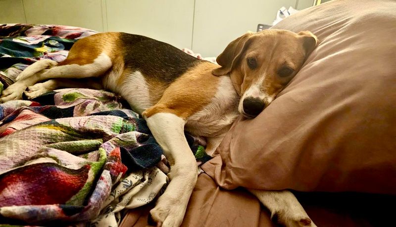 Beagle