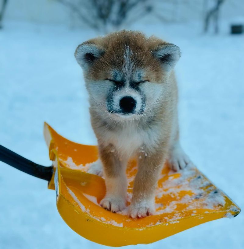 The Loyal Akita