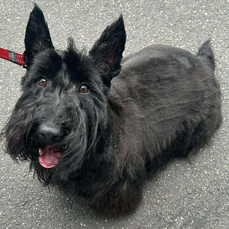 Scottish Terrier