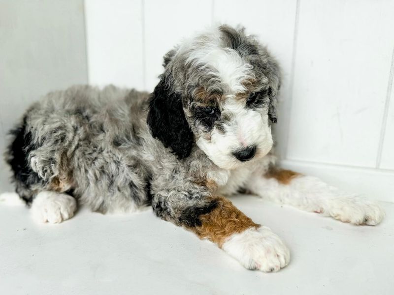 Sheepadoodle