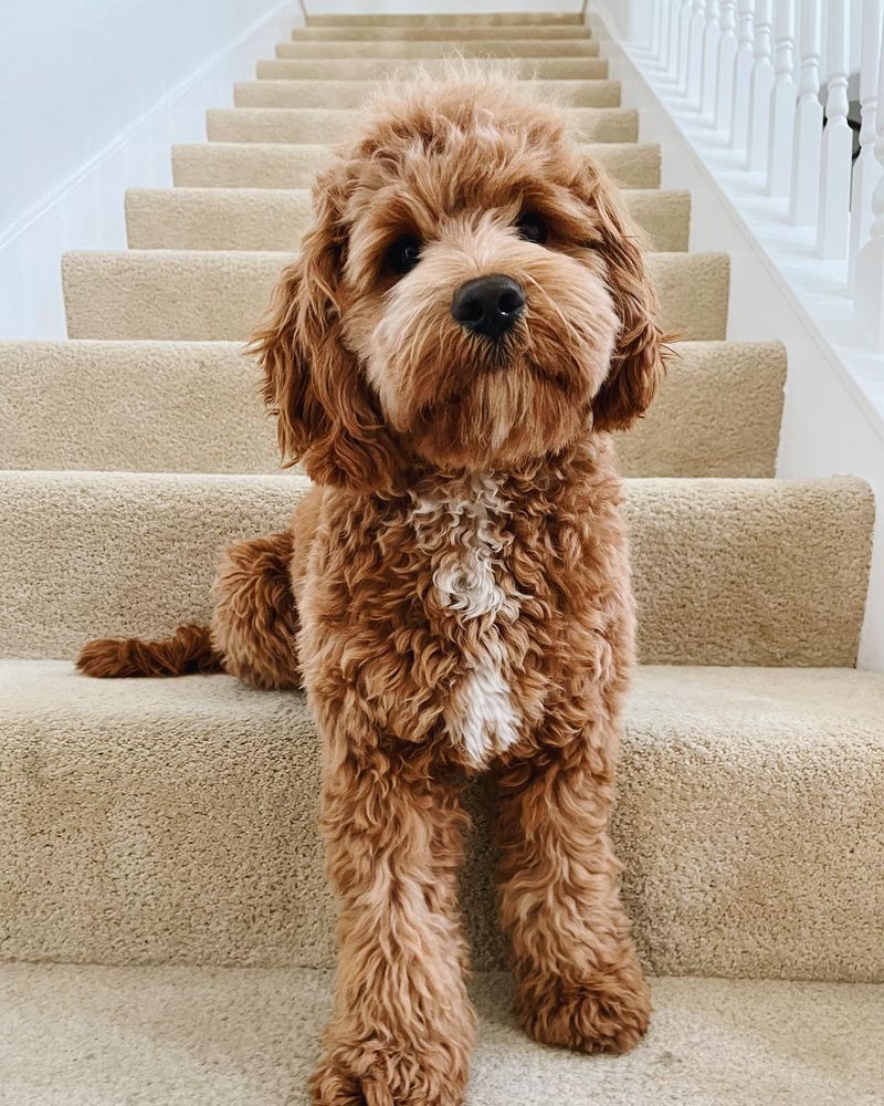 Cockapoo