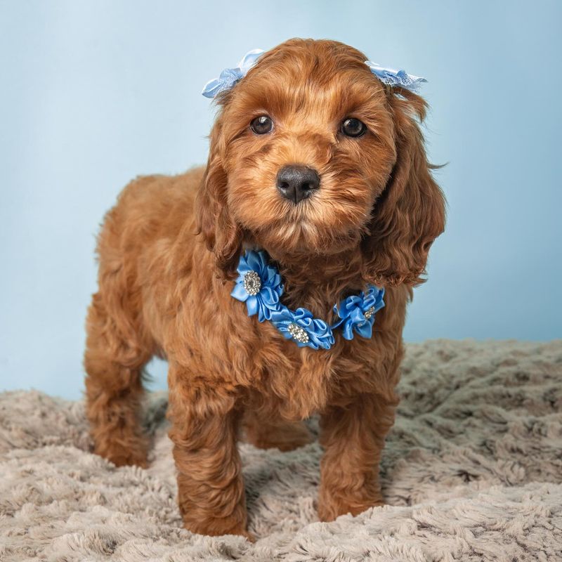 Cockapoo