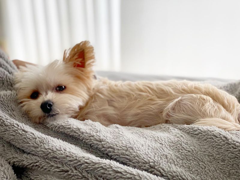 Morkie