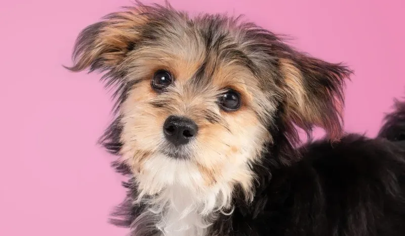 Morkie