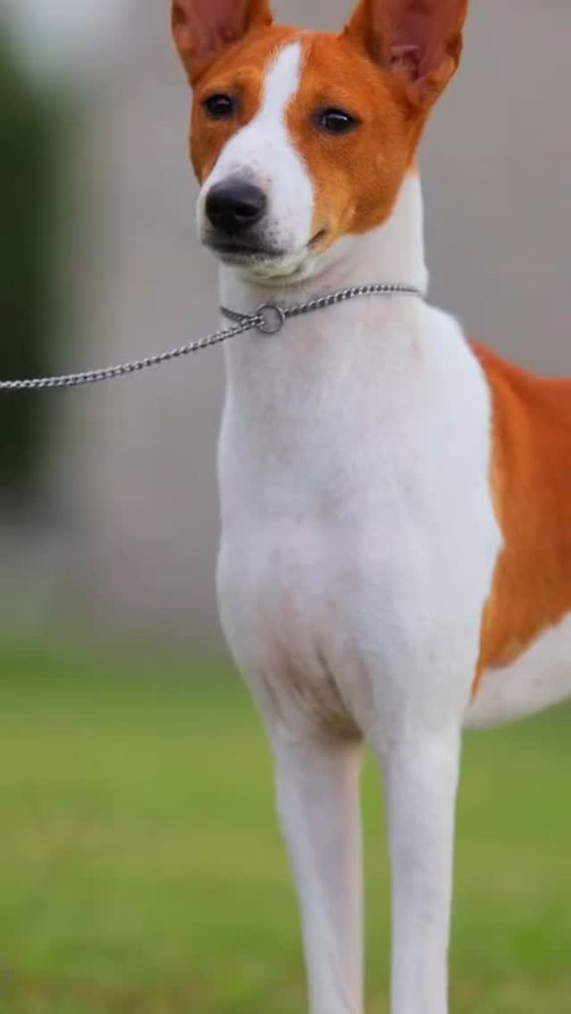 Basenji