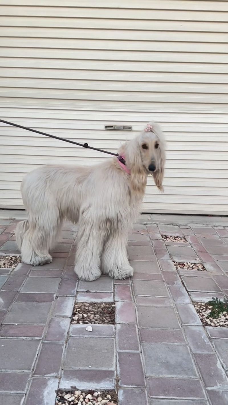 Afghan Hound