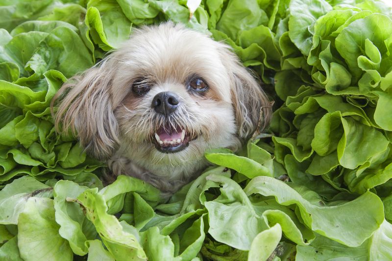 Spinach