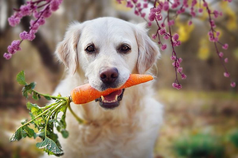 Carrots