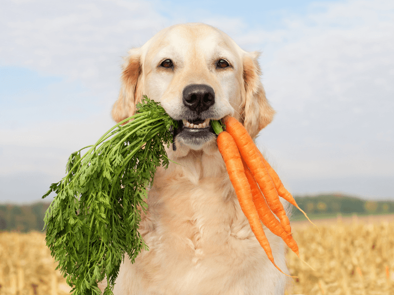 Carrots