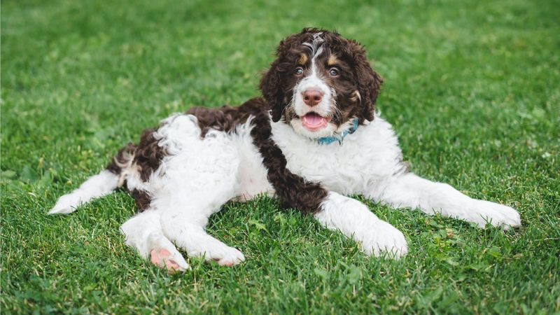 Springerdoodle