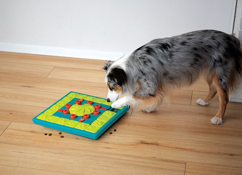 Mental Stimulation