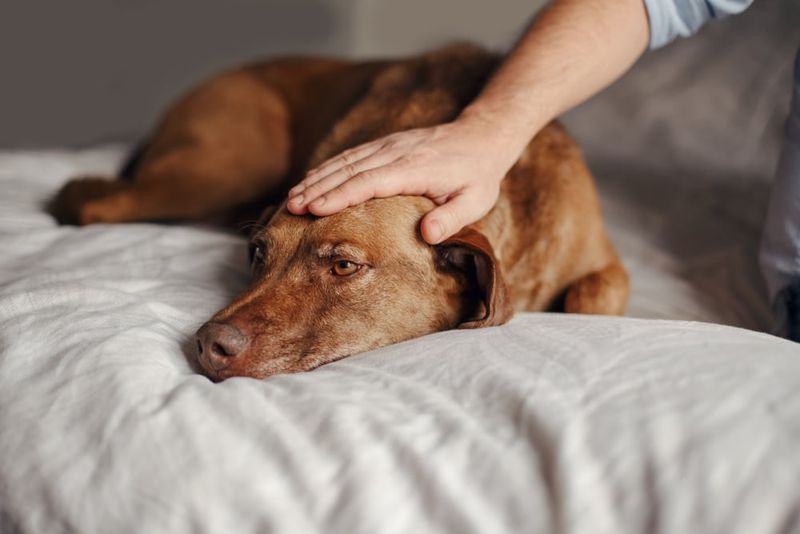 Emotional Support for Owners