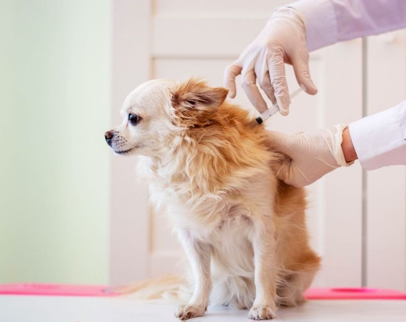 Canine Distemper Vaccine