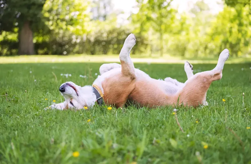 Relaxed Body Posture