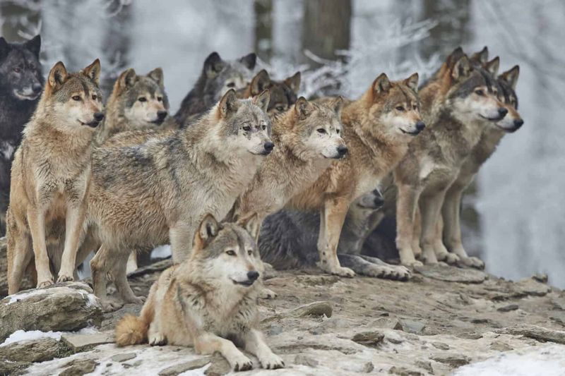 Coordinated Pack Hunts