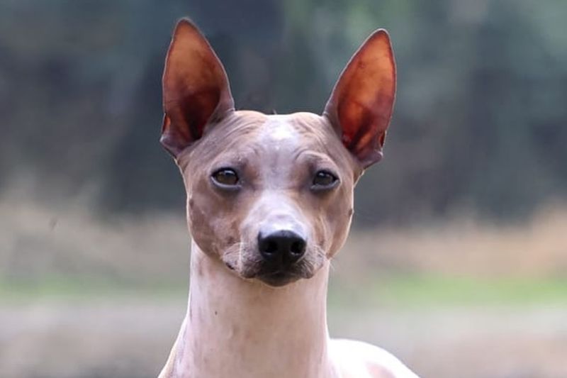 American Hairless Terrier