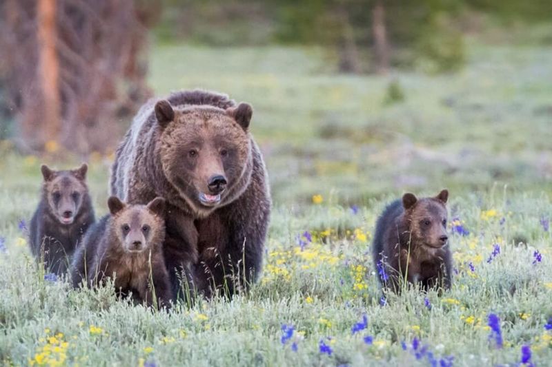 Bear