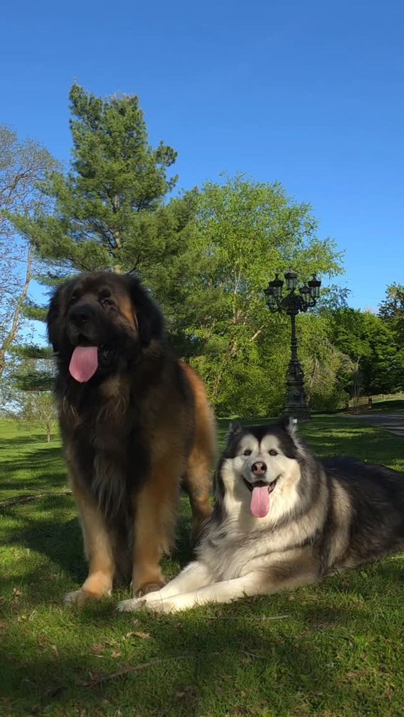 Simba