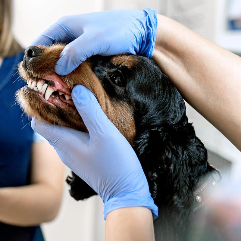 Regular Vet Check-ups