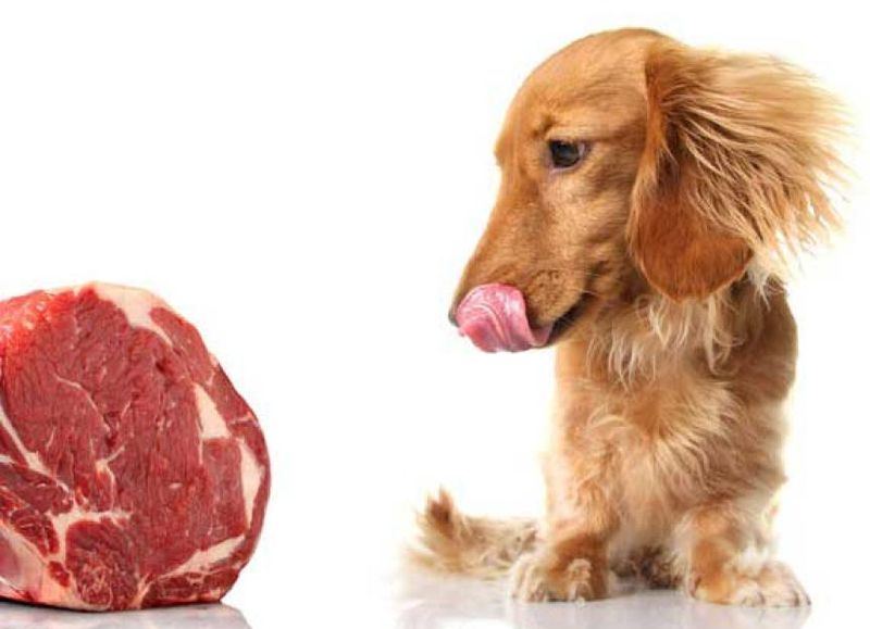 Raw Meat and Fish