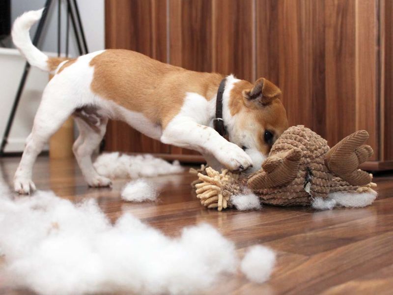 Stuffed Animals