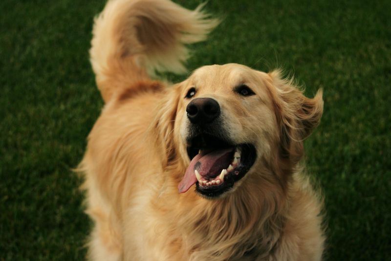 Tail Wagging