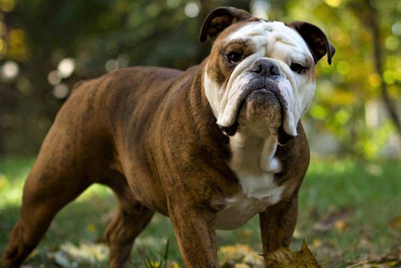 Understanding Breed Traits