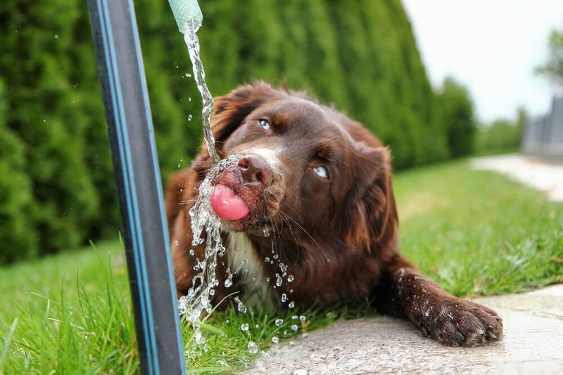 The Importance of Hydration