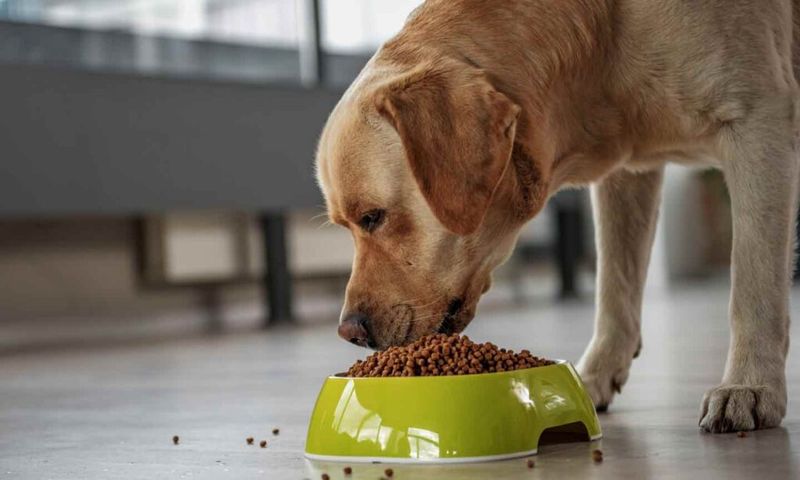 Healthy Appetite