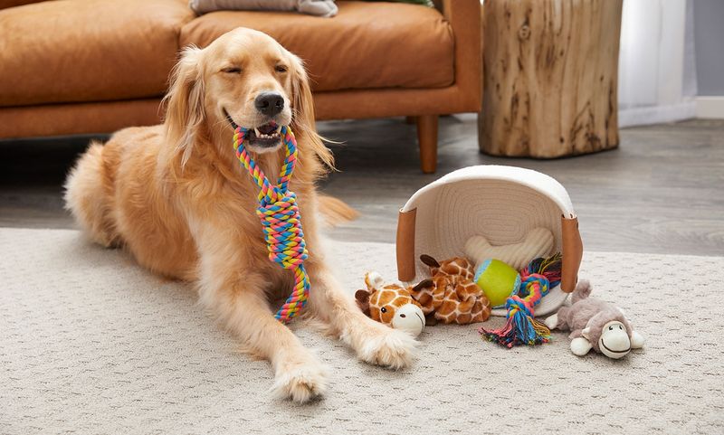 Brings You Their Favorite Toy