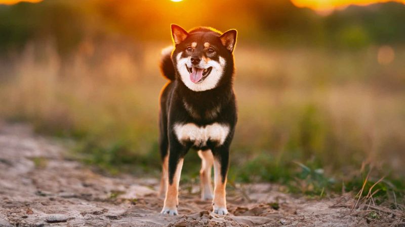 Joyful Bark