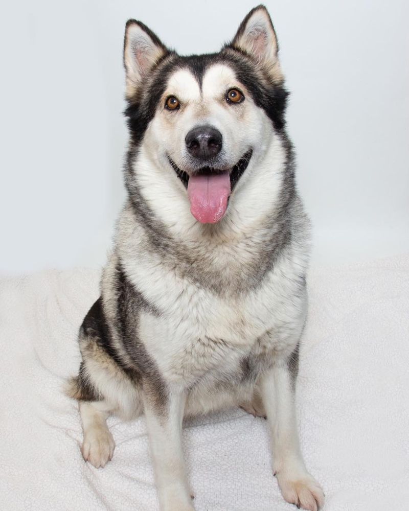 Adventurous Alaskan Malamute