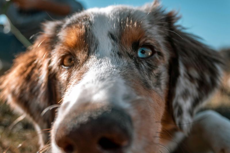 Expressive Eyes