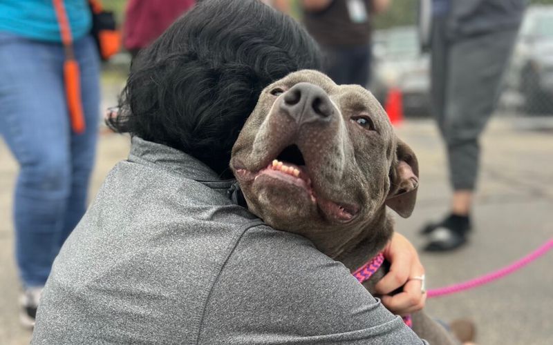 Future of Pit Bull Bans