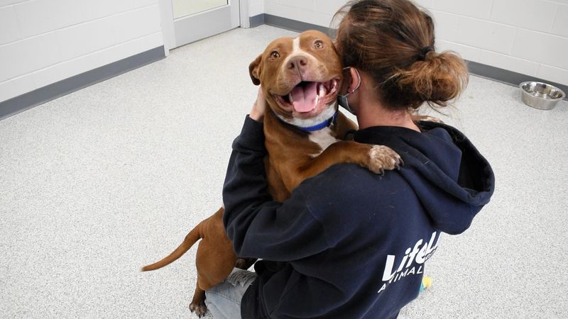 Visiting Shelter Events