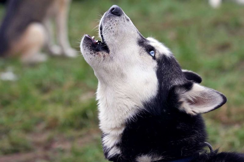Unique Vocalizations