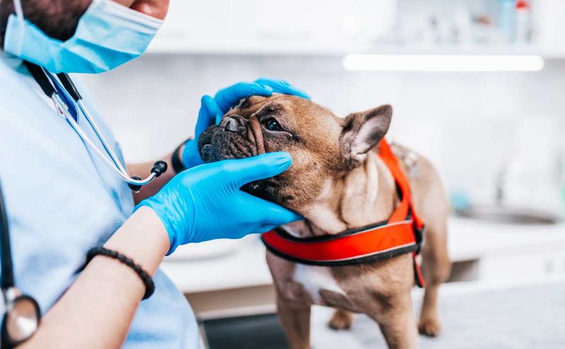 Pet Insurance