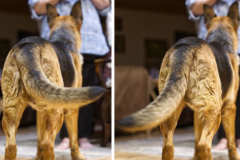 Wagging Tail to the Right